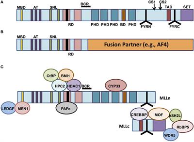 MLL-Rearranged Leukemias—An Update on Science and Clinical Approaches